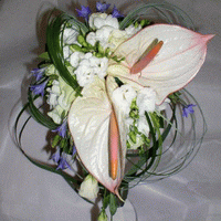 black lily flower