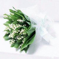 cyclamin flowers affectionate roses maryland